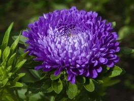 Aster Trade: Token Slides and CZ's "Unlucky Charm" – What's Going On?